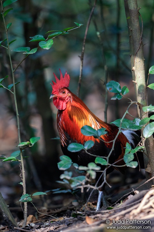 Red Junglefowl, Kaeng Krachan National Park, Phetchaburi, Thailand